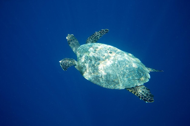 Une tortue assise sur des coraux sous la surface de l'eau