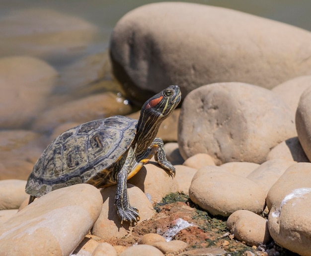 La tortue au soleil