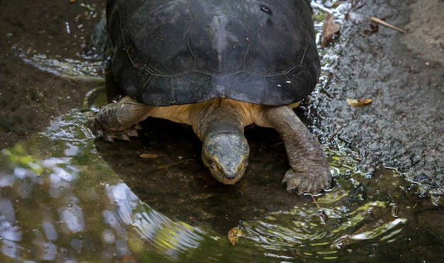 Tortue au zoo, belles tortues