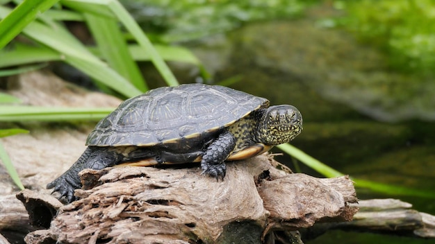 La tortue sur le bois