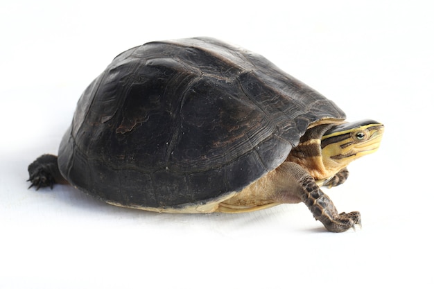 La tortue-boîte asiatique Amboina isolated on white