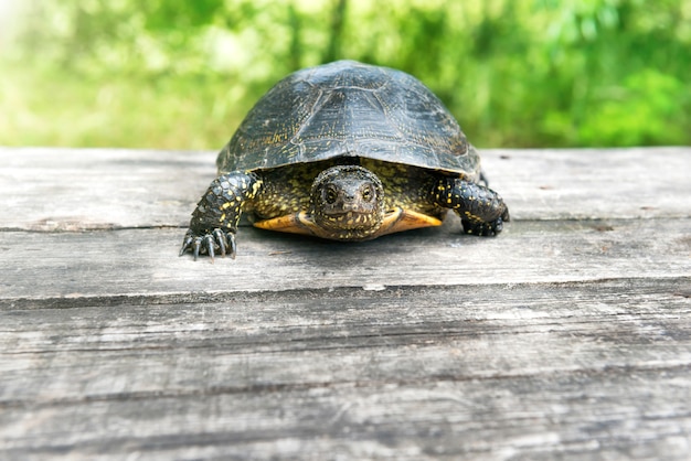 Tortue sur un bureau en bois avec de l'herbe ensoleillée sur fond