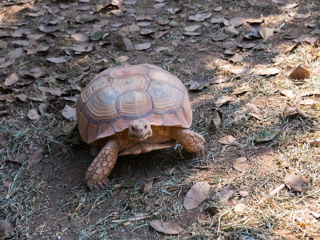 Tortue en cage au zoo