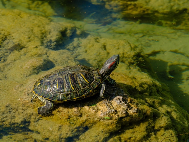 Une tortue dans l'étang