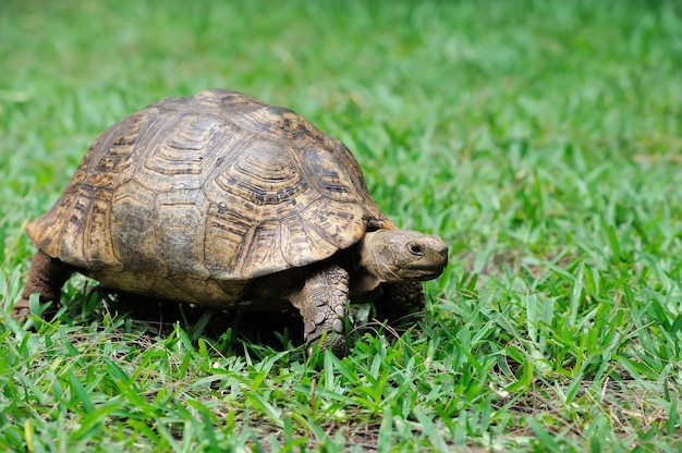 Tortue dans l'herbe