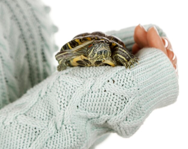 Tortue dans les mains de la femme, gros plan