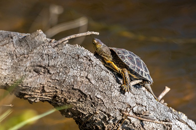 Tortue dans le parc naturel des marais