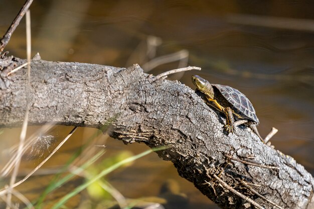 Tortue dans le parc naturel des marais