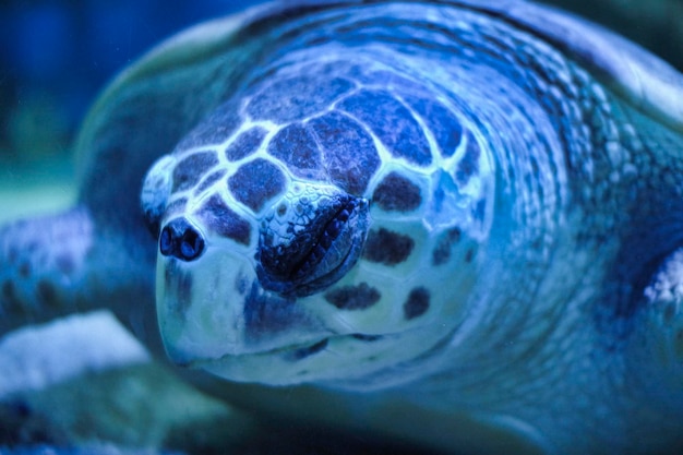 Photo une tortue dort sous l'eau dans la mer.