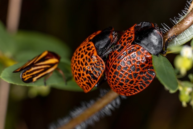 Photo tortue du genre botanochara