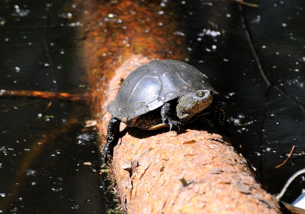 La tortue d'eau douce Emys orbicularis se prélasse au soleil sur le tronc d'un pin de la région de Moscou