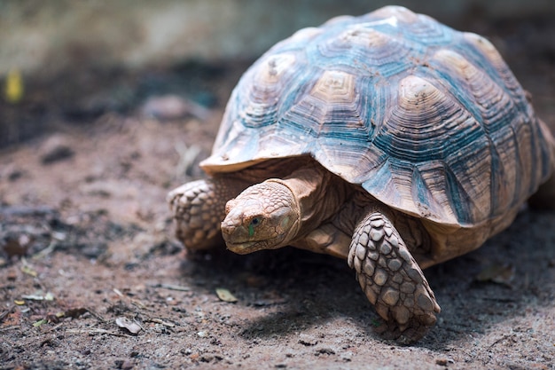 Tortue à éperons africaine (Geochelone sulcata)