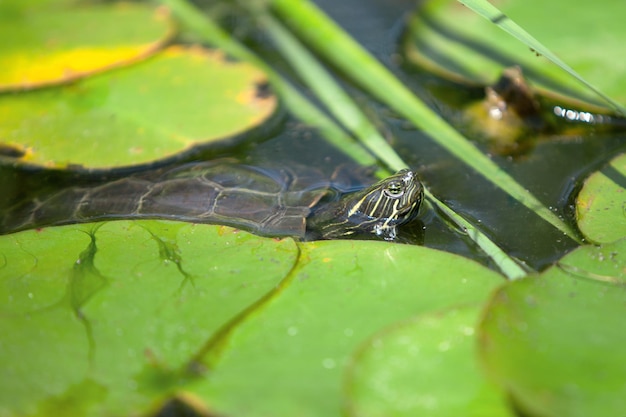 Une tortue est assise dans les feuilles d'un nénuphar