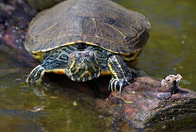 une tortue est sur une bûche dans l'eau.