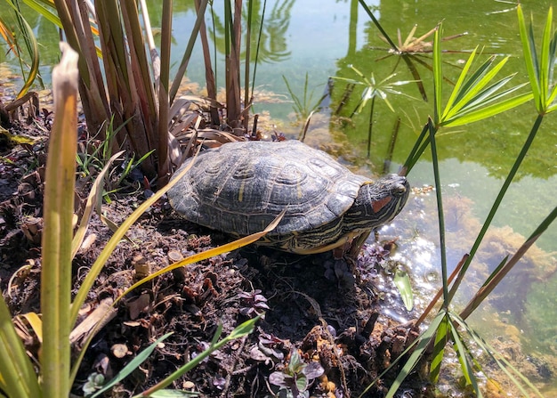 Photo une tortue est sur un rocher dans l'eau