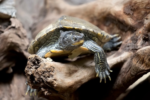 Tortue à l&#39;état sauvage