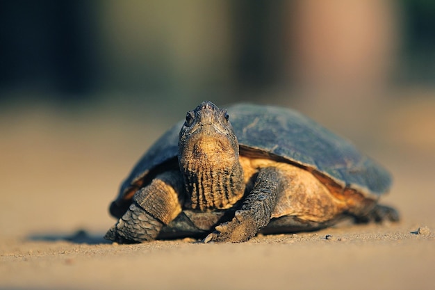 La tortue feuille asiatique est une espèce de tortue trouvée en Asie du Sud-Est