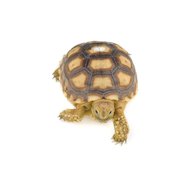 tortue sur fond blanc