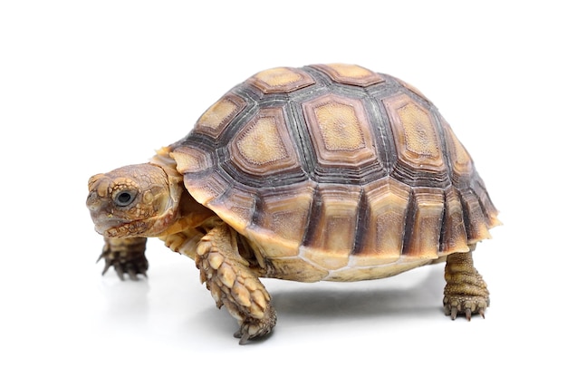 Tortue sur fond blanc