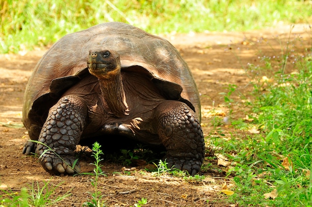 Tortue des Galapagos