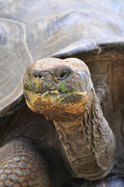 Tortue des Galapagos