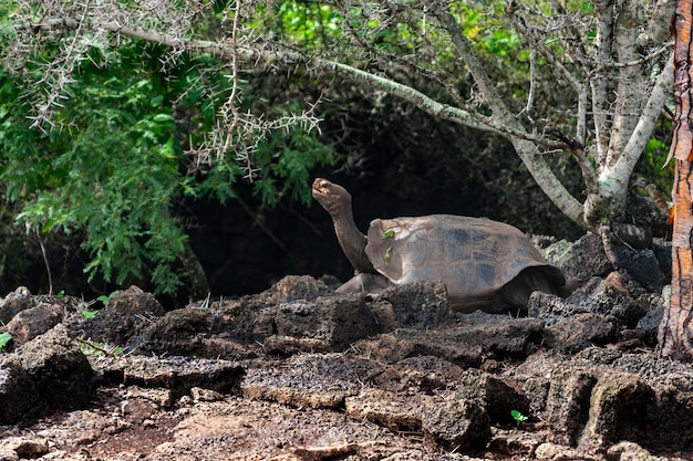 Tortue géante des Galapagos Île de Santa Cruz dans les îles Galapagos
