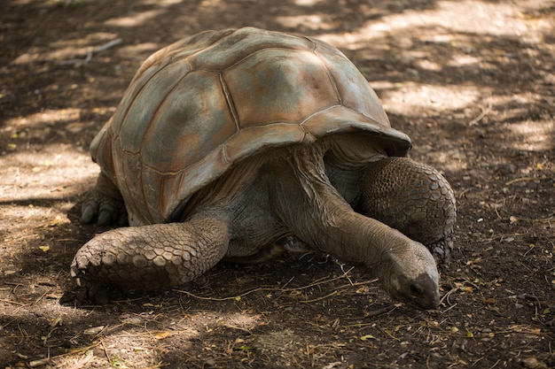 Tortue géante à Maurice.