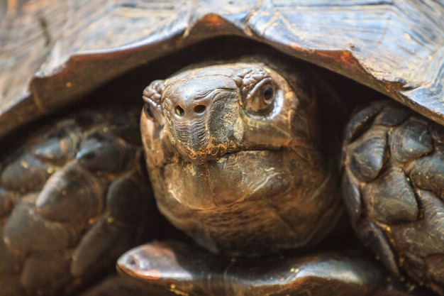 Tortue géante noire