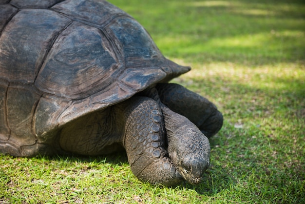 Tortue géante des Seychelles d'Aldabran