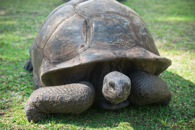 Tortue géante des Seychelles d'Aldabran