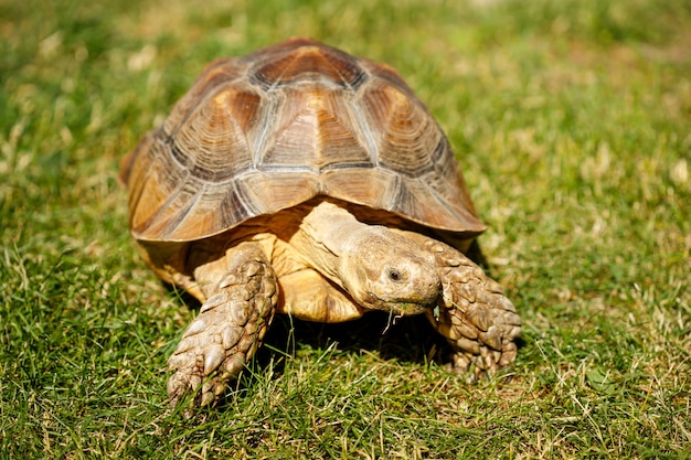 Tortue sur le gros plan de l'herbe. manger de l'herbe