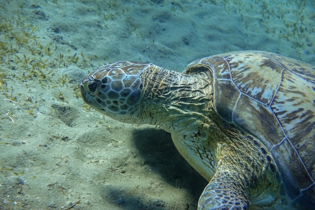 La tortue Hawksbill mangeant de l'herbe de mer au fond de la mer en détail en Égypte