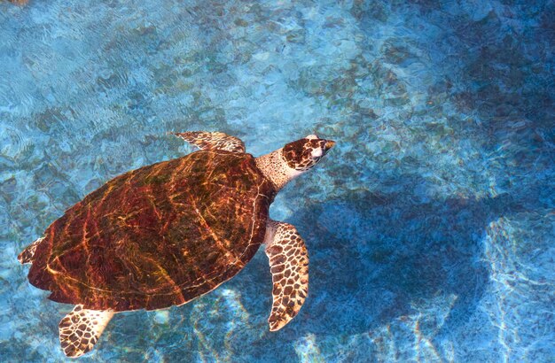 La tortue Hawksbill nage dans l'étang bleu du centre de conservation de l'aquarium marin