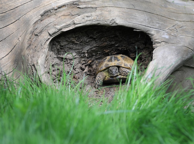 tortue sur l'herbe à l'extérieur