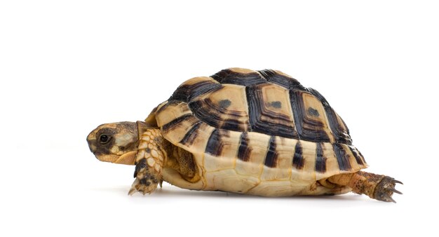 Tortue d'Herman devant un fond blanc