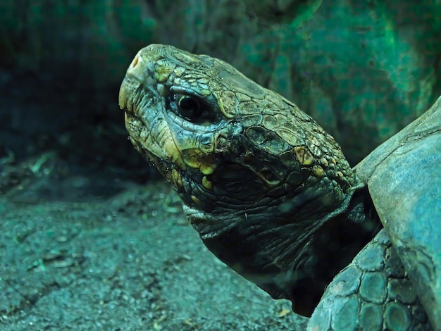 Tortue d'Hermann tortue d'hermann testudo hermanni close up