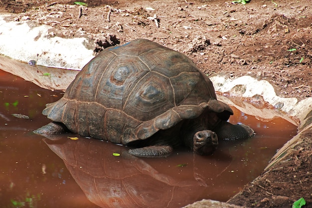 Tortue sur l'île pénitentiaire de Zanzibar, en Tanzanie