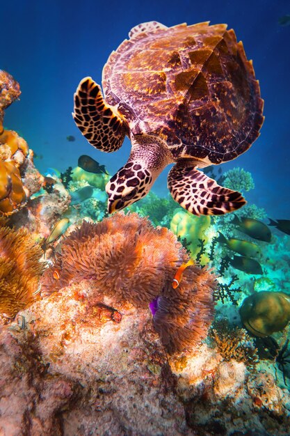 Photo tortue imbriquée - eretmochelys imbricata flotte sous l'eau. maldives - récif corallien de l'océan. attention - prise de vue authentique sous l'eau dans des conditions difficiles. un peu de grain et peut-être flou.