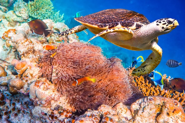 Tortue imbriquée - Eretmochelys imbricata flotte sous l'eau. Maldives - Récif corallien de l'océan. Attention - prise de vue authentique sous l'eau dans des conditions difficiles. Un peu de grain et peut-être flou.