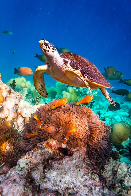 Tortue imbriquée - Eretmochelys imbricata flotte sous l'eau. Récif corallien de l'océan Indien des Maldives.