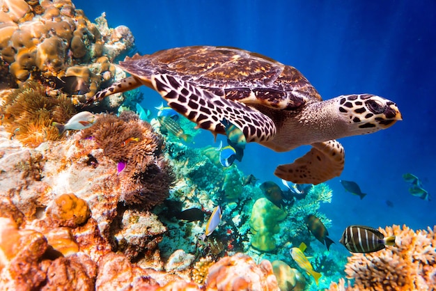 Tortue imbriquée - Eretmochelys imbricata flotte sous l'eau. Récif corallien de l'océan Indien des Maldives.