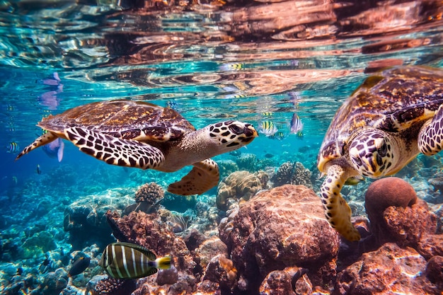 Tortue imbriquée - Eretmochelys imbricata flotte sous l'eau. Récif corallien de l'océan Indien des Maldives.