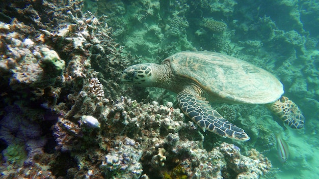 Photo tortue imbriquée espèce cr tortue imbriquée eretmochelys imbricata