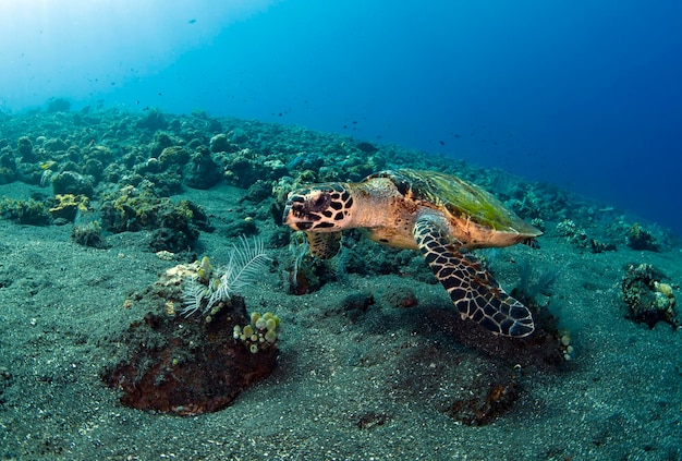 La tortue imbriquée nage le long des récifs coralliens. Vie marine de Bali, Indonésie.