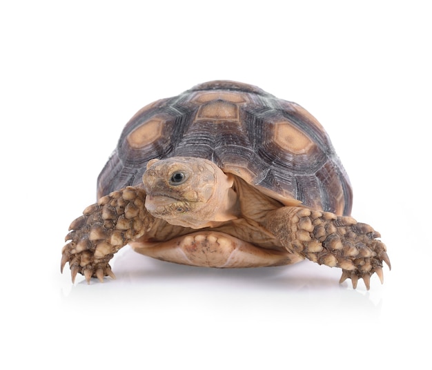 Tortue isolé sur blanc