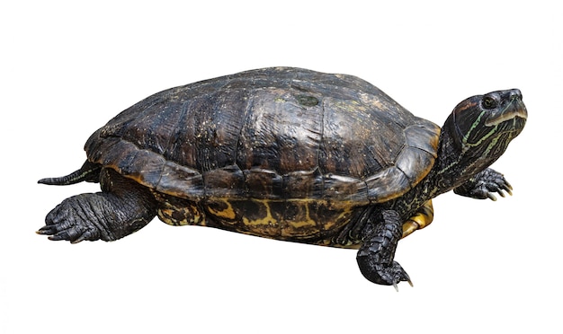 Tortue isolée sur fond blanc