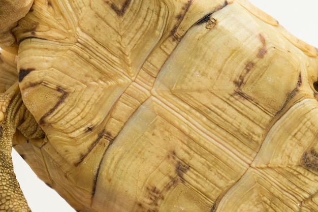 Photo tortue léopard geochelone pardalis isolé sur fond blanc