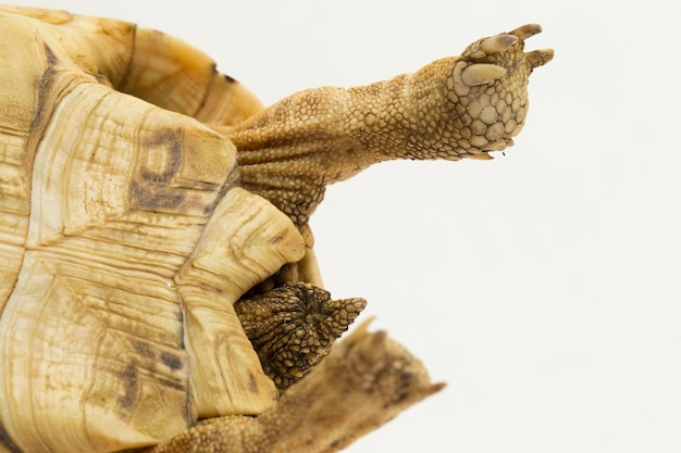 Photo tortue léopard geochelone pardalis isolé sur fond blanc