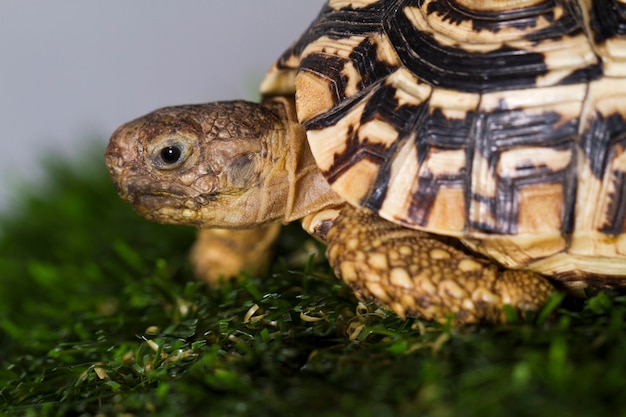 Tortue léopard