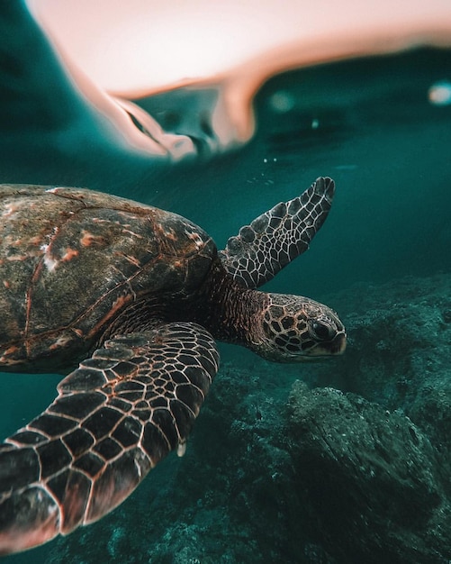 Photo une tortue magnifique sur une plage